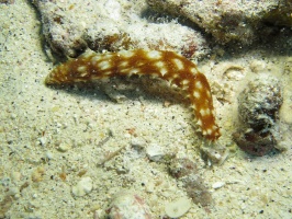84 Light Spotted Sea Cucumber IMG 2422